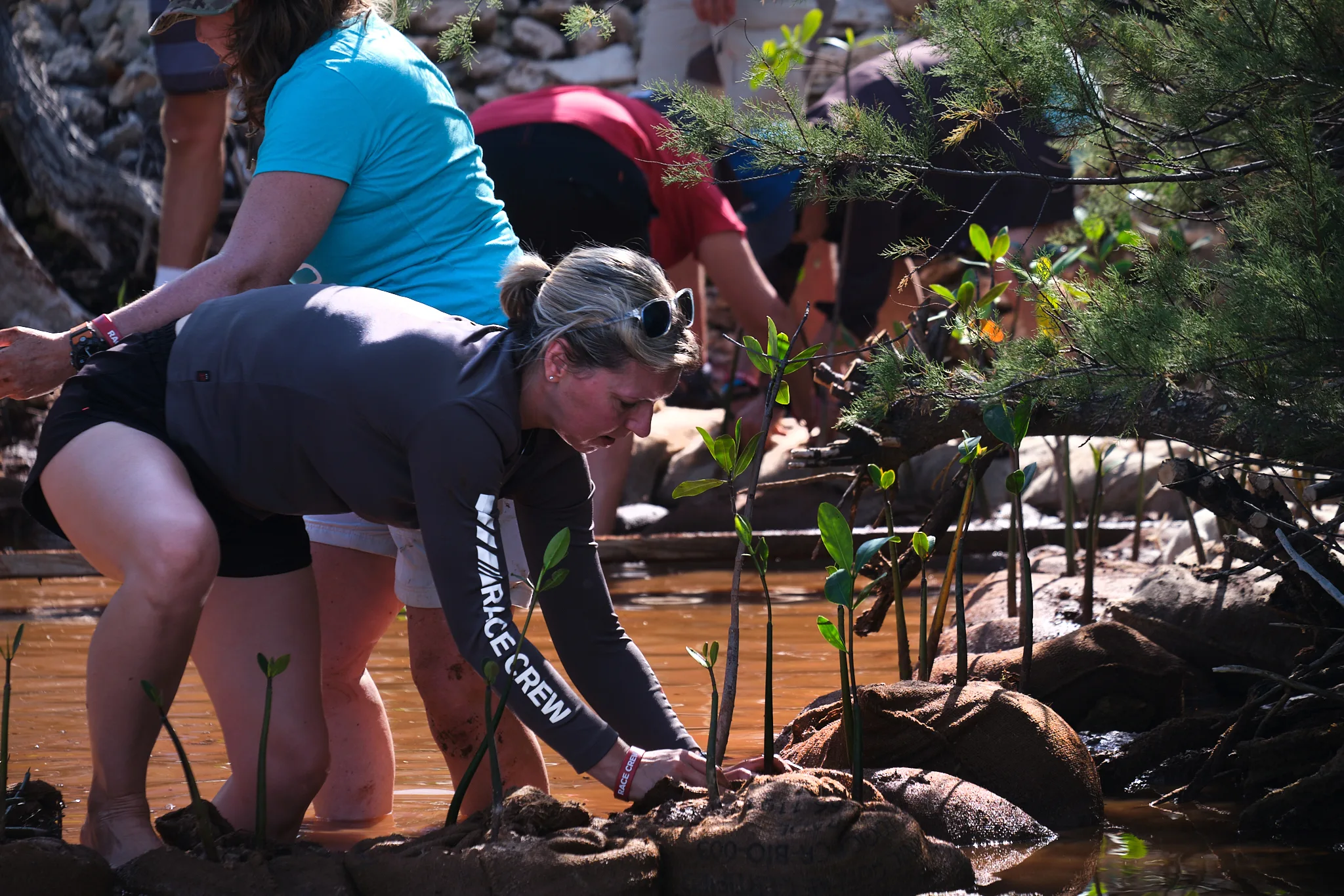 Clipper 2019-20 Race crew member plants a mangrove sapling in Bermuda.